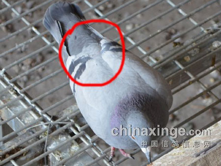 �ٶȸ�ĺ󱳡���������(ͼ)