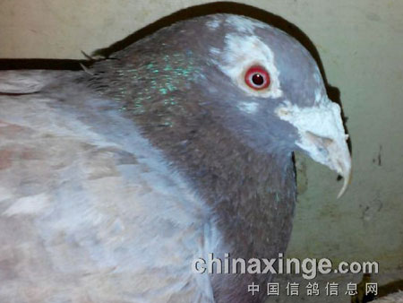 ���조ӥ��롱��������(ͼ)