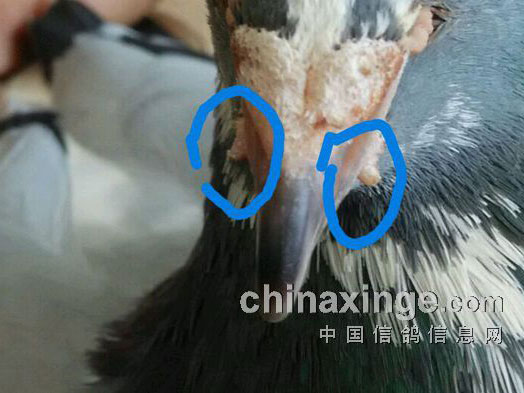 ��������������ѿ�Ǻ��(ͼ)