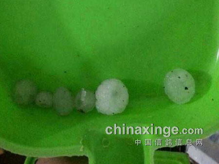 ��ɽ����Э��ð�꼯�� ��������½���鳲(ͼ)