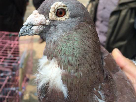 �䱱������ Ѱ���̸���(ͼ)