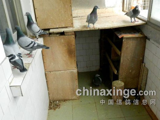 ��̨���ᾫ���� �г�����Ի�(ͼ)