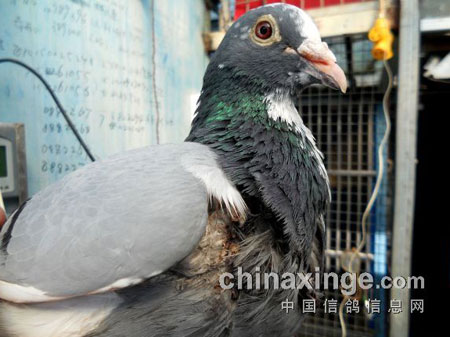 ����Ʒ�ʣ�������500������˹�(ͼ)