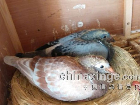 ����֮·�ںη���