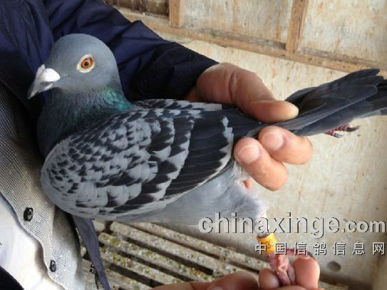 �����Ұ� ʹ��ɱ����̭�����(ͼ)