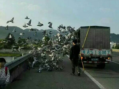 ��ˡ������ŷɡ���(ͼ)