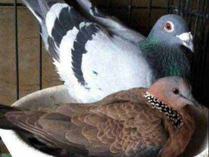 �������������(ͼ)