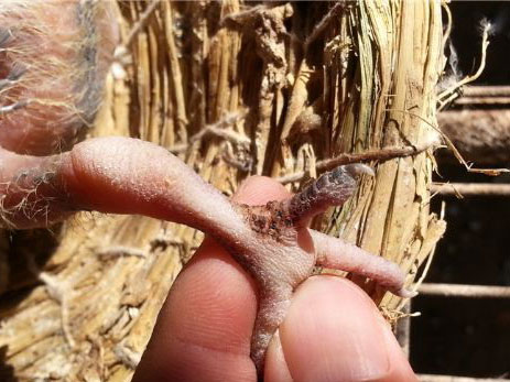 ����׳���Ÿ� ��������Ѫ����(ͼ)