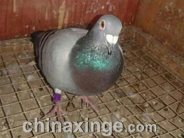 �Ϻ��ֻ�ͷǧ�������ǰ�����ȿ�(ͼ)