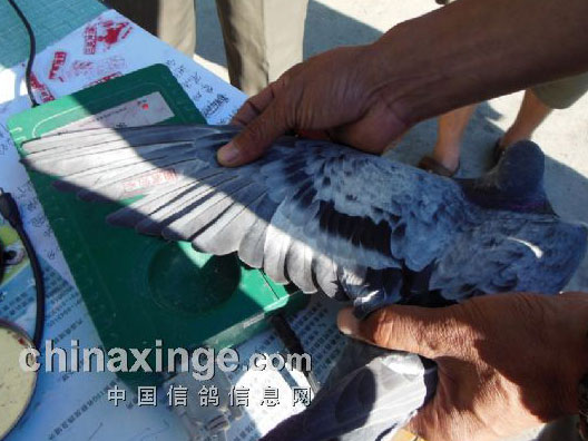 �п᣺ʯ����700�����չ�������(ͼ)