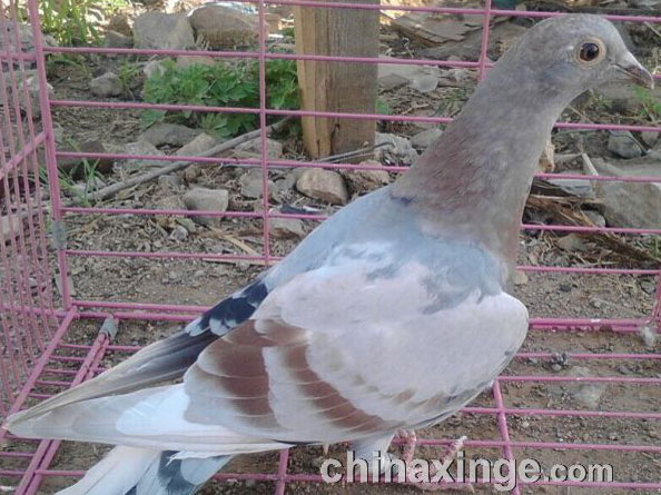 �����ɫ����ë��ս����(ͼ)