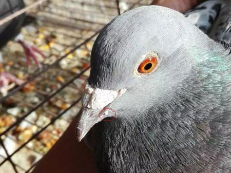 ����ѿ�����֣�֤���鳲�ȶ��ԣ�(ͼ)