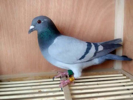 �ŷ��������ι鷵 �ᴺ������(ͼ)