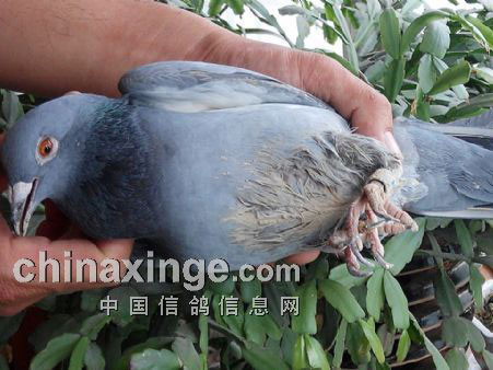 ����600������ǿ����ʿ(ͼ)