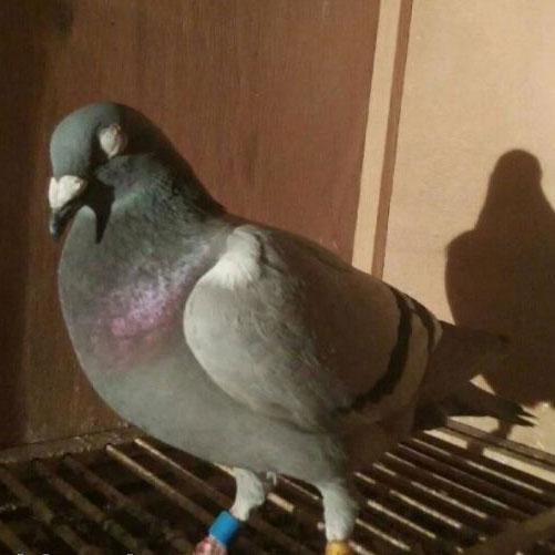 �����������޳��ͻر�ץ�� ��������ܾ�(ͼ)