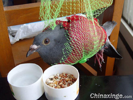 �׸�ײ��˫�� ������������(ͼ)