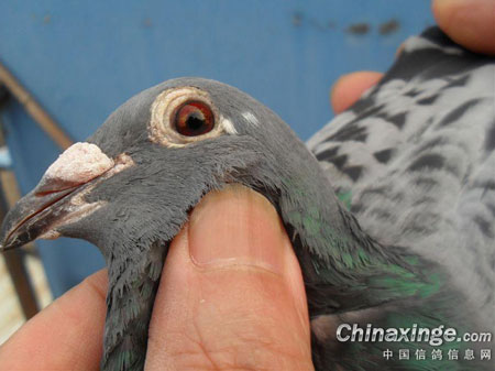 �������������ܼ����������ճ�Զ�̹ھ�(ͼ)