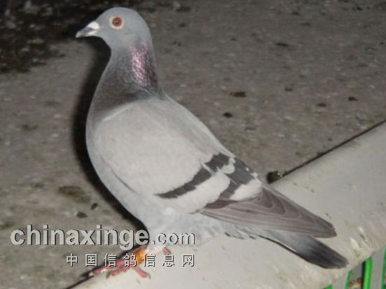 ʮ�����������ð���������Զ�̸�(ͼ)