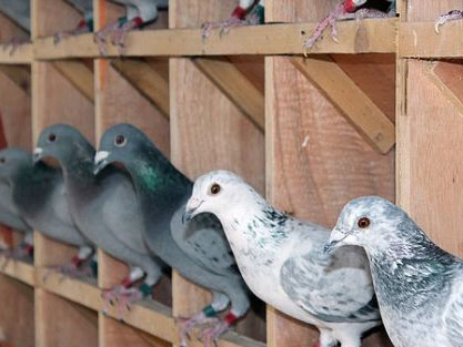 ���ľ�������������¹��ｻ��