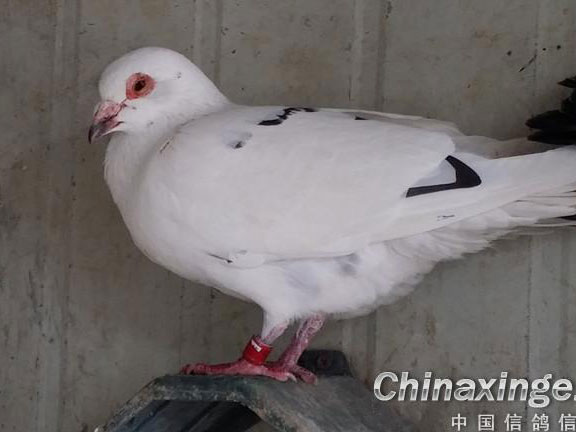 ���׸롱��1500����˳������