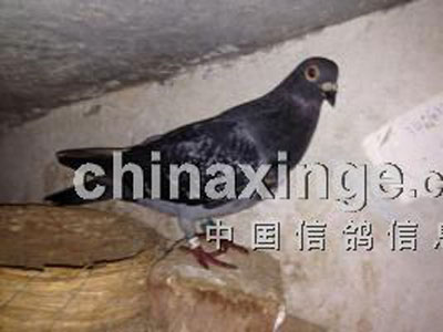 ���������ս��Զ�� ���˶�����ٹ�(ͼ)