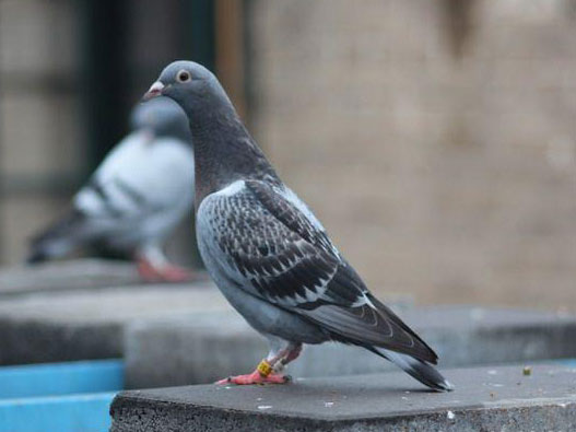 С��������׸����ֻ��Ǵ������