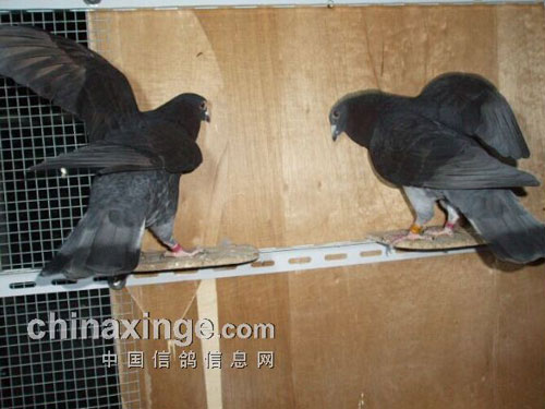 �������ֽ��飺��ѪΪ��(ͼ)