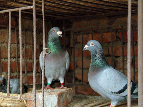 ȫ�ҷ������� �������