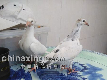 ���Լ�Ʒϵ���ɹ�����6�������(ͼ)