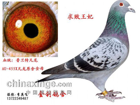 ������Զ��·�ϣ��ø벻�»�Ѫ(ͼ)