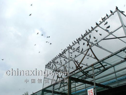 ʵ�ؿ��콭����ʢ��������(ͼ)