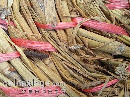 һȺ��Ѫ�ļ�����(ͼ)