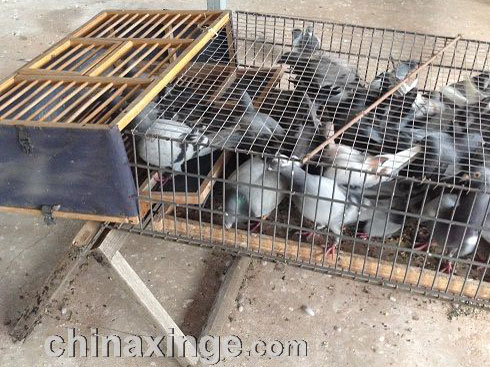 ����׽��ð취������ʳ�ջ�