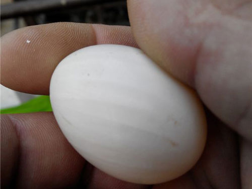 �����Ϊ�β������Ƶ�����(ͼ)