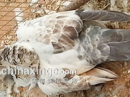 ��֮�֣����뻨Ϊ��ͻȻ������(ͼ)