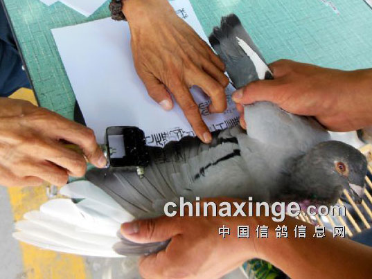 �½�ʯ�����＾�����رȻ�������(ͼ)