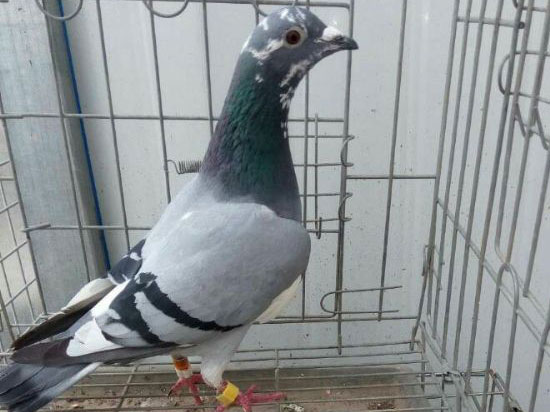 �����������ش�ط���(ͼ)