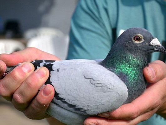 �������ǡ��ɲ����ܹھ�������ô����