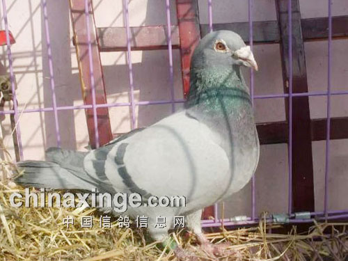 ������צ���ܷɣ�һ�н��п���(ͼ)