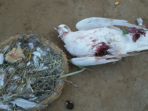 ��˭���ɵģ���С��һͬ��Ϯ����(ͼ)