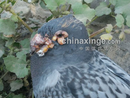 �붻���θ����