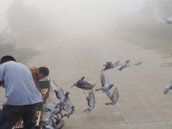 ������ѵ�� �鳲�ܲ���(ͼ)