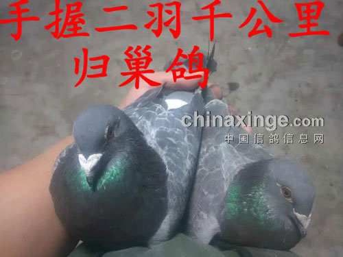 ����˼�飺ǧ�����������¹�����