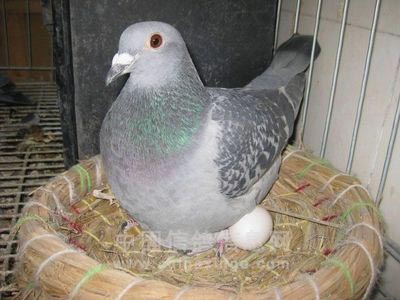 �����ڵĹ���