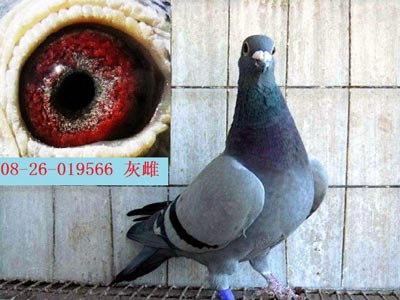 �����ᴿ�븴׳�ͺ�Ѫ�ȵ��㷨