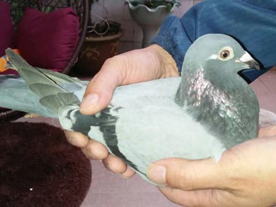 ��Ľ�������զ�Ŷ��鳲��