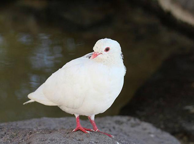 ���뼸ʮ�� �����ѳ���ʦ����