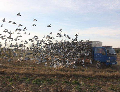 ����ѵ���е�������ʧ��1��
