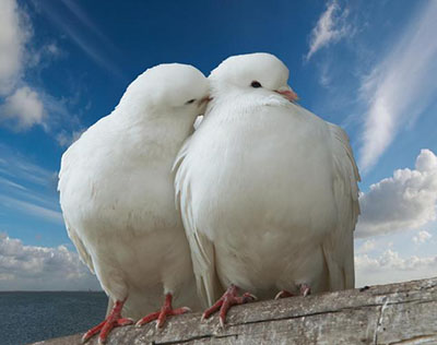 ˫�����Ȼ�ɹ��ˣ�