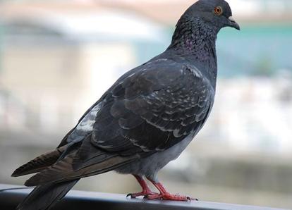 ��Ⱦ��֧�������������